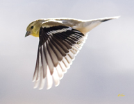 American Goldfinch 0517
